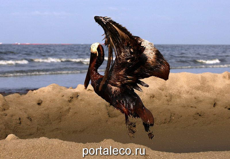 Птица в нефте